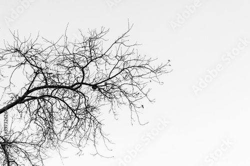 tree branches in autumn