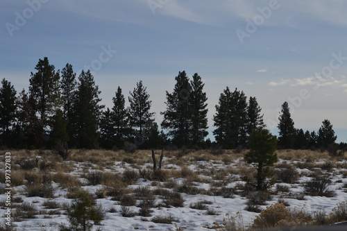High altitude bunchgrasses with mixed Pine Forest in winter