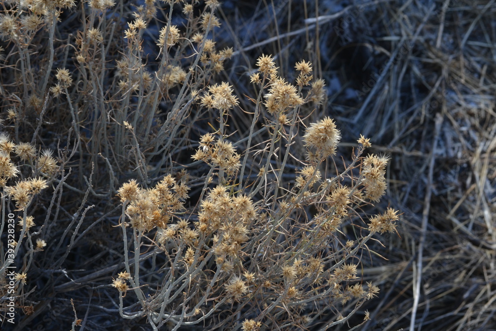 Close up of rabbitbrush in Eastern Oregon, Sage brush Steppe ecosystem Close up of rabbitbrush in Eastern Oregon, Sage brush Steppe ecosystem