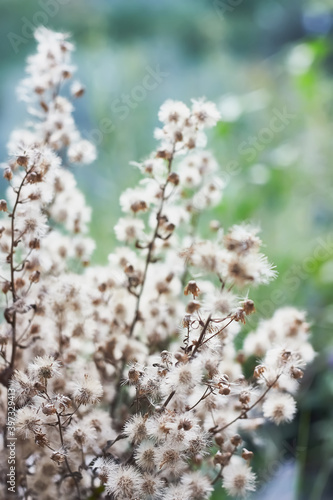 White dried flowers on blurred nature background. Beauty in nature. Pastel colors. Selective focus. Vertical image.