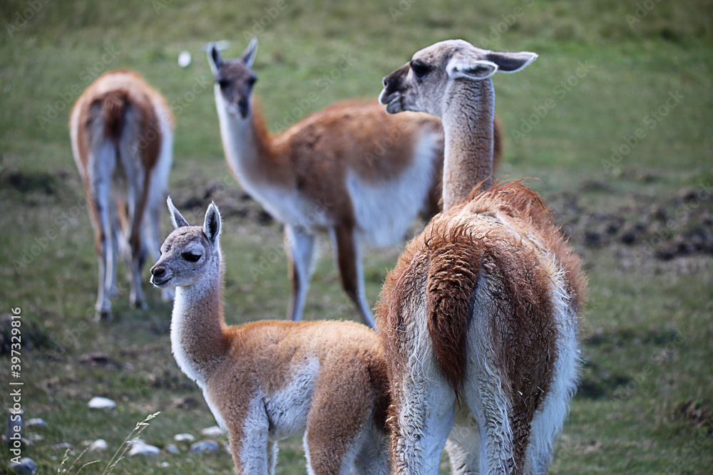 GUANACO Y CRÍAS GUANACO Y CRÍAS