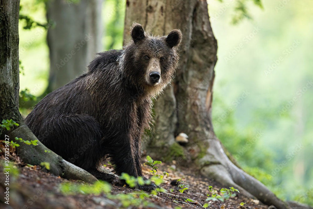 Young brown bear, ursus arctos, sitting by a tree in summer forest. Wild animal with wet fur resting on a ground in woodland from side view with copy space. Young brown bear, ursus arctos, sitting by a tree in summer forest. Wild animal with wet fur resting on a ground in woodland from side view with copy space.