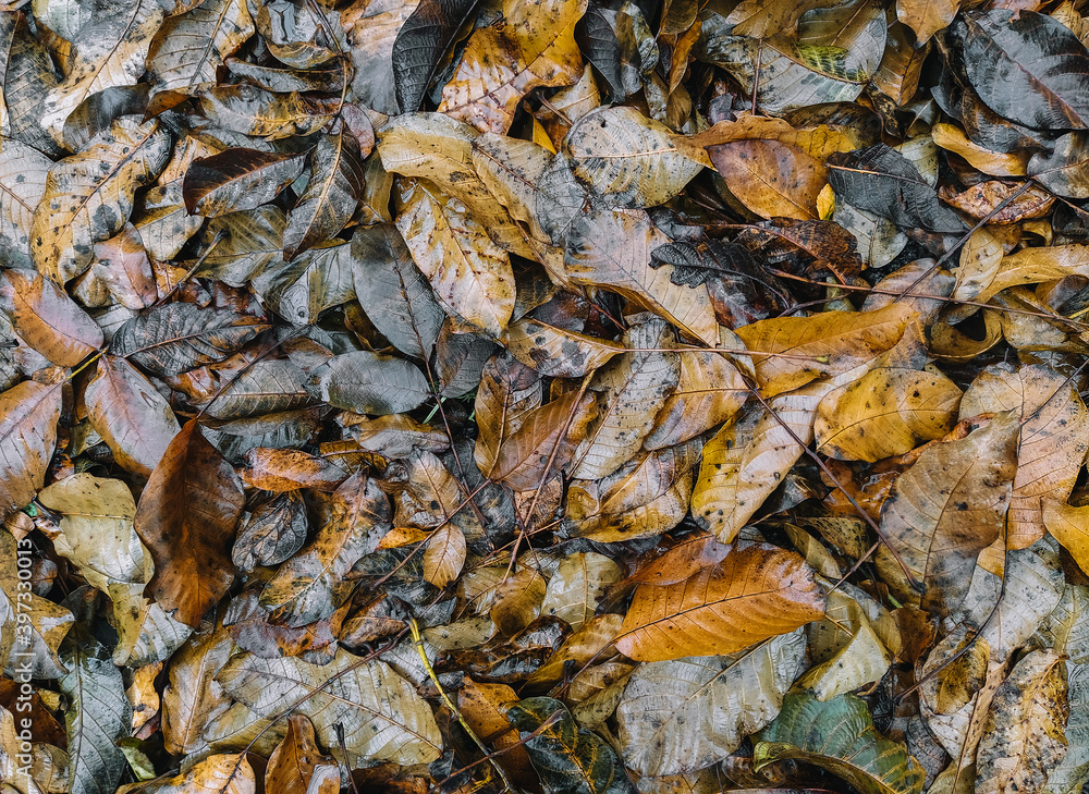 Background, texture of dry and wet autumn fallen leaves, brown walnut foliage after rain. Deadwood, top view. Background, texture of dry and wet autumn fallen leaves, brown walnut foliage after rain. Deadwood, top view.