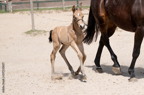 Newborn foal trot with mother in the sand. A natural green background