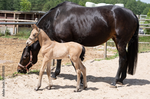 Newborn foal standing next to its mother in the outdoor arena, looking around curiously