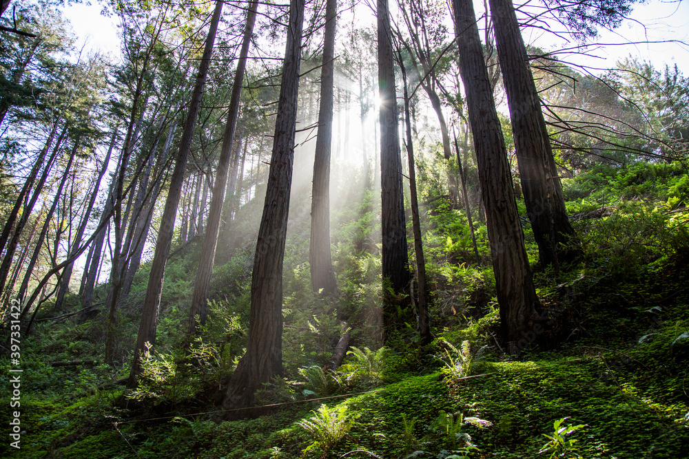 Sunbeams on forest trees Sunbeams on forest trees