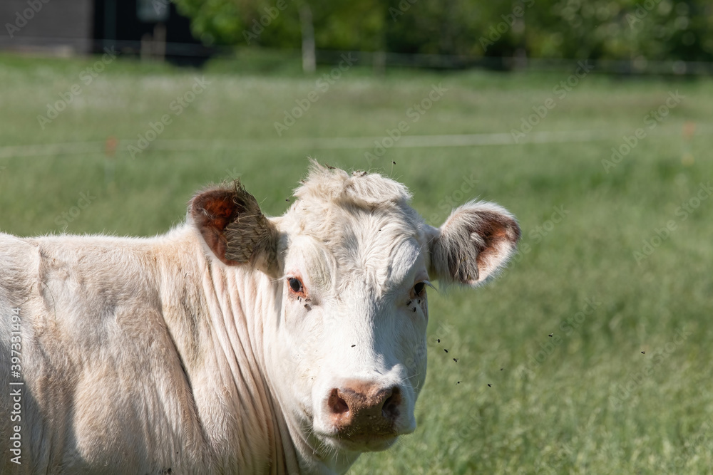 Head of a white Charolais beef cows in a green grassy pasture looking curiously at the camera Head of a white Charolais beef cows in a green grassy pasture looking curiously at the camera