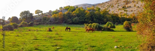 landscape with horses