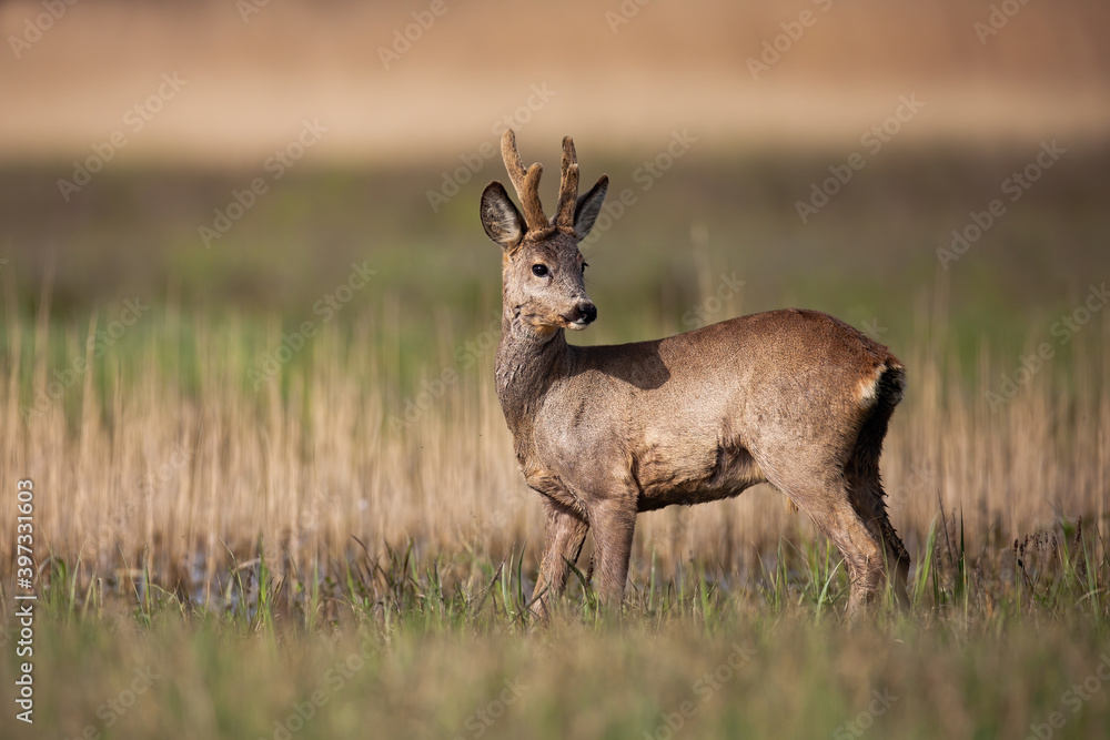 Roe deer buck with new antlers growing standing on a meadow in spring nature. Male mammal with brown fur looking behind over shoulder on a sunny day in wilderness. Roe deer buck with new antlers growing standing on a meadow in spring nature. Male mammal with brown fur looking behind over shoulder on a sunny day in wilderness.