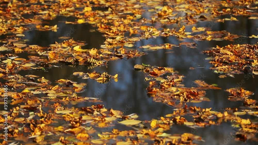 Fallen leaves on the surface of the Mrežnica River in autumn, Croatia Fallen leaves on the surface of the Mrežnica River in autumn, Croatia