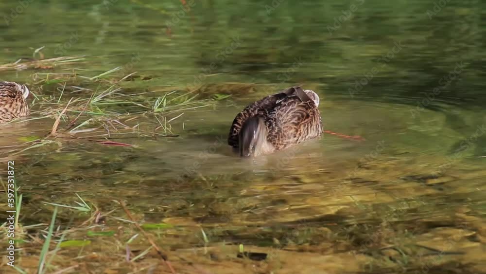 The mallard duck swimming on the Mrežnica River, Croatia The mallard duck swimming on the Mrežnica River, Croatia