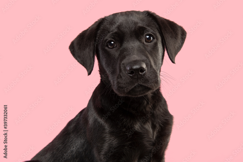 Portrait of a cute black labrador retriever puppy looking at the camera on a pink background