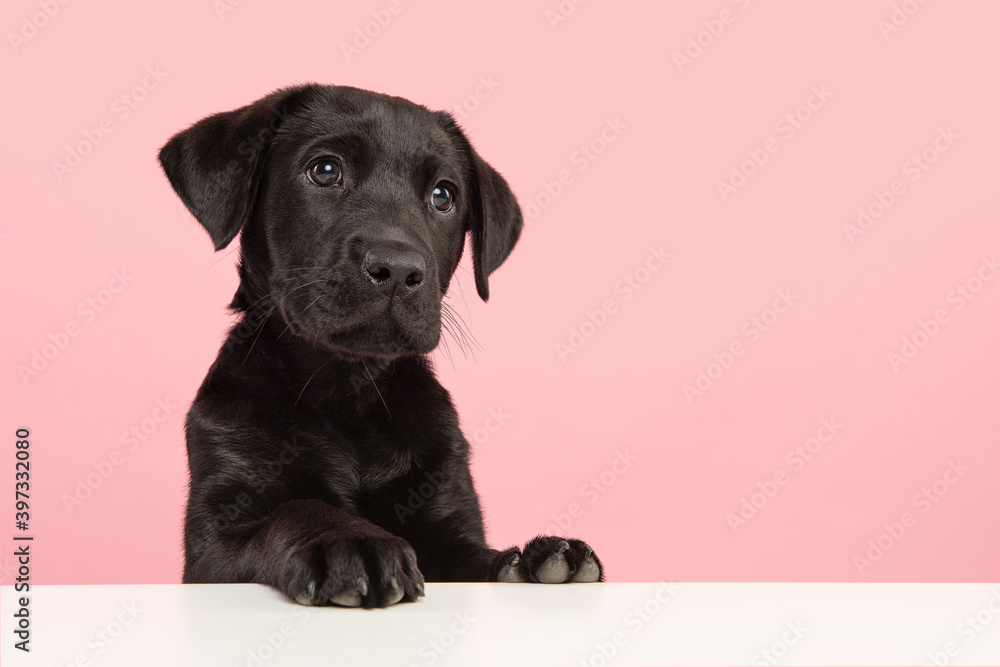 Cute Black Lab Puppy Wallpapers
