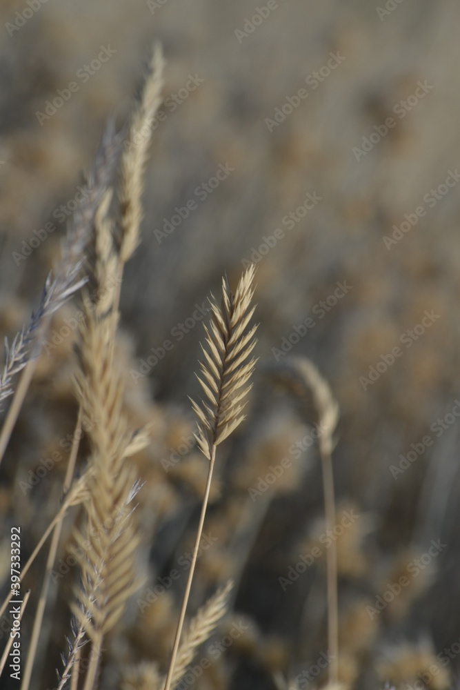 Fototapeta premium Crested Wheatgrass in the sage brush steppe ecosystem in Eastern Oregon