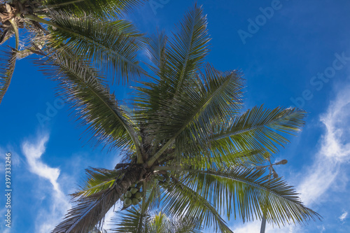Coconut tree on the beach with blue sky