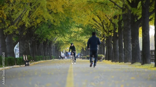 ASAN,SOUTH KOREA - NOVEMBER 11, 2018 : People walking on Asan Gingko Tree Road in Seoul,South Korea.