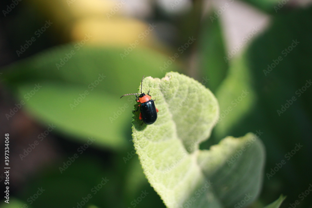 Naklejka premium Insecto