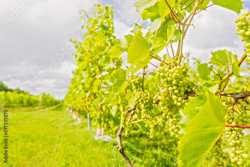 White grapes growing in vineyard photo