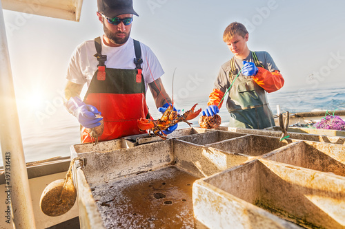 Fishermen measuring lobster photo