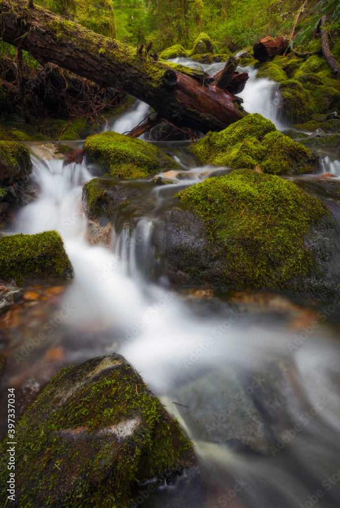 Stream in forest Stream in forest
