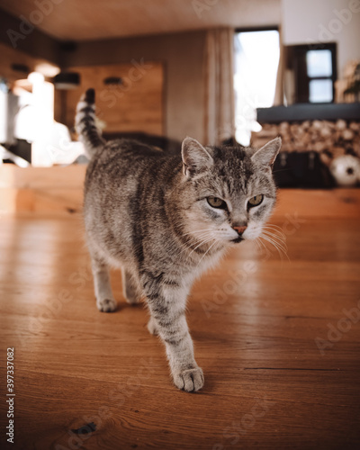 Grey cat in cosy wooden living room
