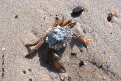 Gemeine Strandkrabbe photo