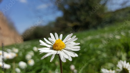 daisies in the meadow