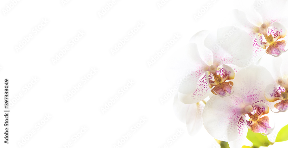 white orchid flower isolated on white background white orchid flower isolated on white background