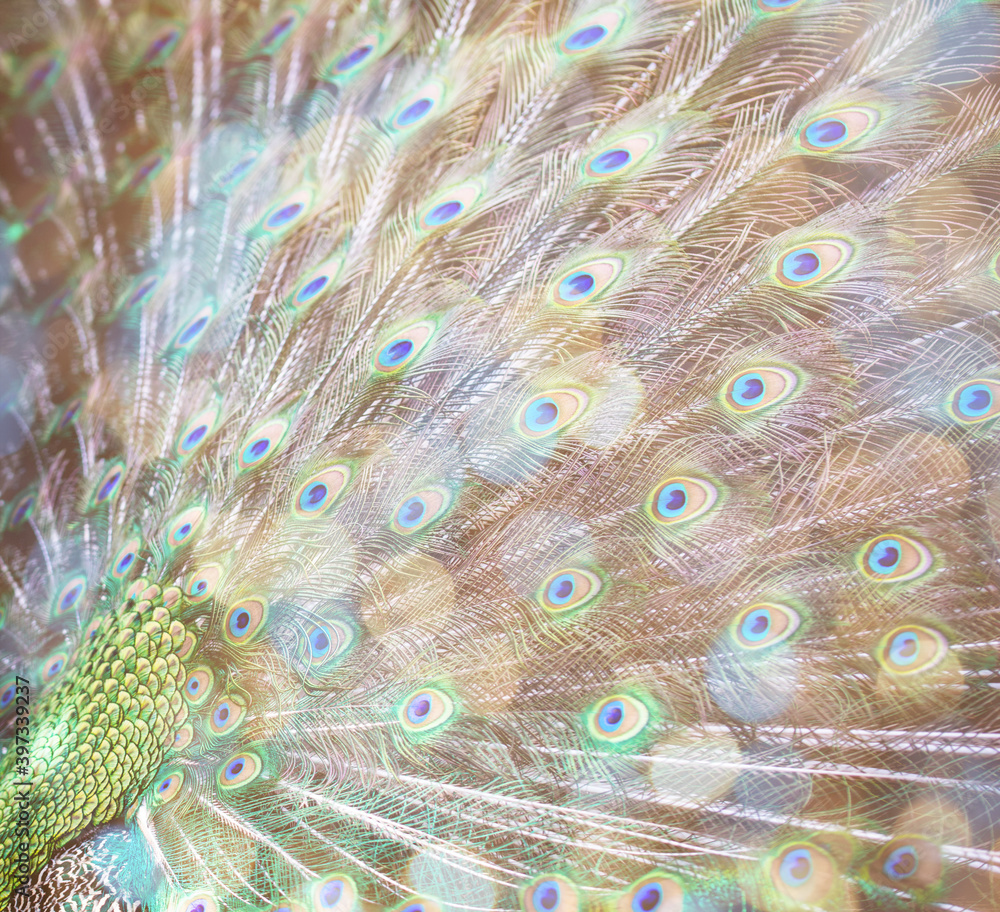 Obraz premium background with peacock feathers and light effects