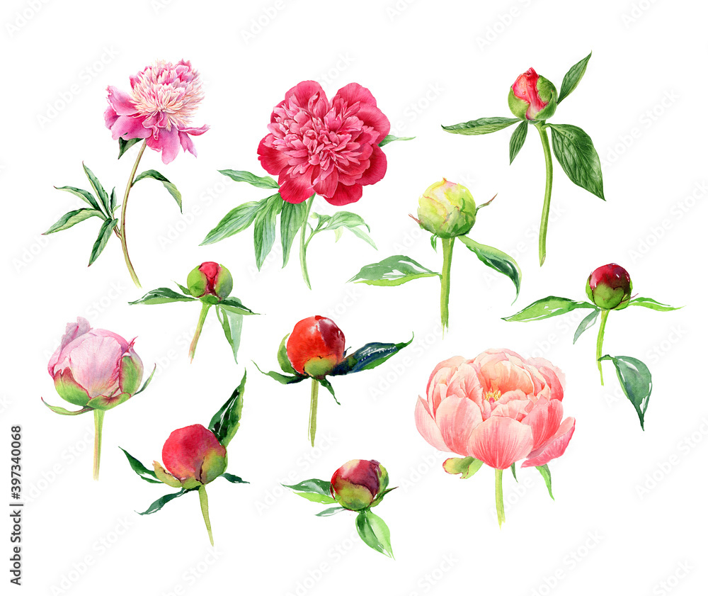 Big set of garden peony flowers. Hand drawn watercolor summer Peonies. Can be used as a greeting card for background