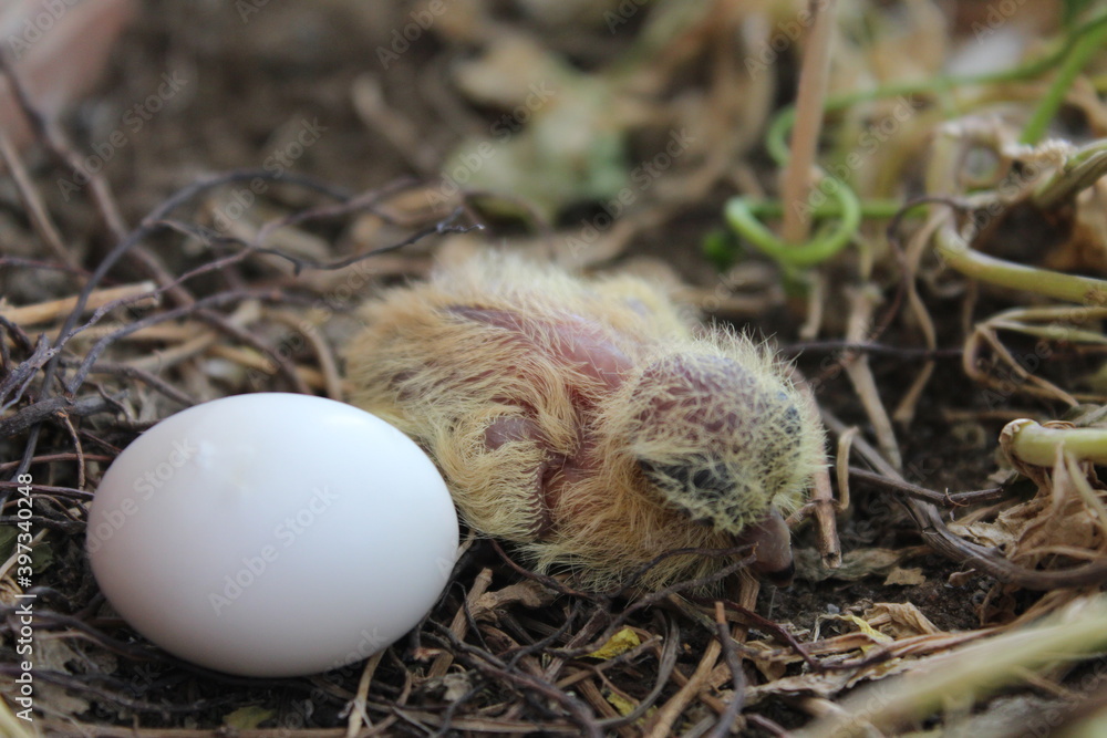 Dove Bird and Its Egg, Dove Baby Dove Bird and Its Egg, Dove Baby