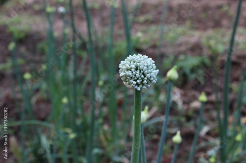 Scallion Ear, Onion Seed