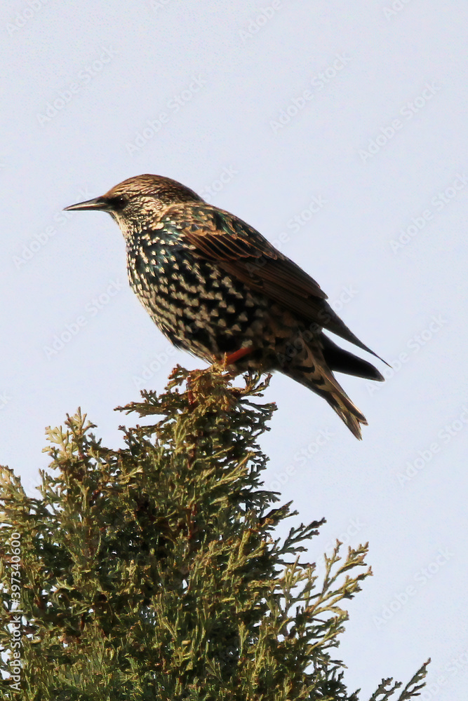 Fototapeta premium European starling on cypress