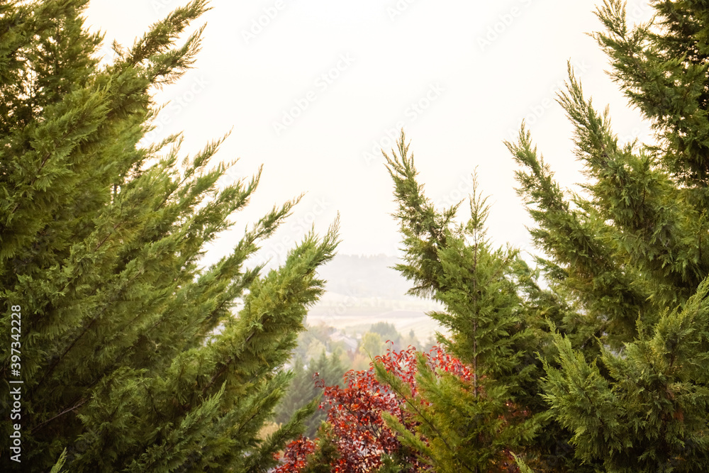 Obraz premium morning in the forest