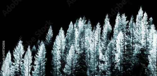 Beautiful white christmas trees isolated on a black background. White trees covered with snow, panorama view.