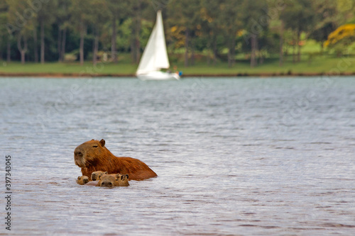 A capybaras family bathing in Paranoá Lake in front of JK bridge in Brasilia. The capybara is the largest rodent in the world. Species Hydrochoerus hydrochaeris. Wildlife