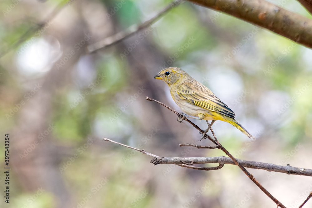 A Saffron Finch also known as Canario is a yellow bird typical of the south-central region of Brazil. Species Sicalis flaveola. Birdwatcher. Cerrado. A Saffron Finch also known as Canario is a yellow bird typical of the south-central region of Brazil. Species Sicalis flaveola. Birdwatcher. Cerrado.