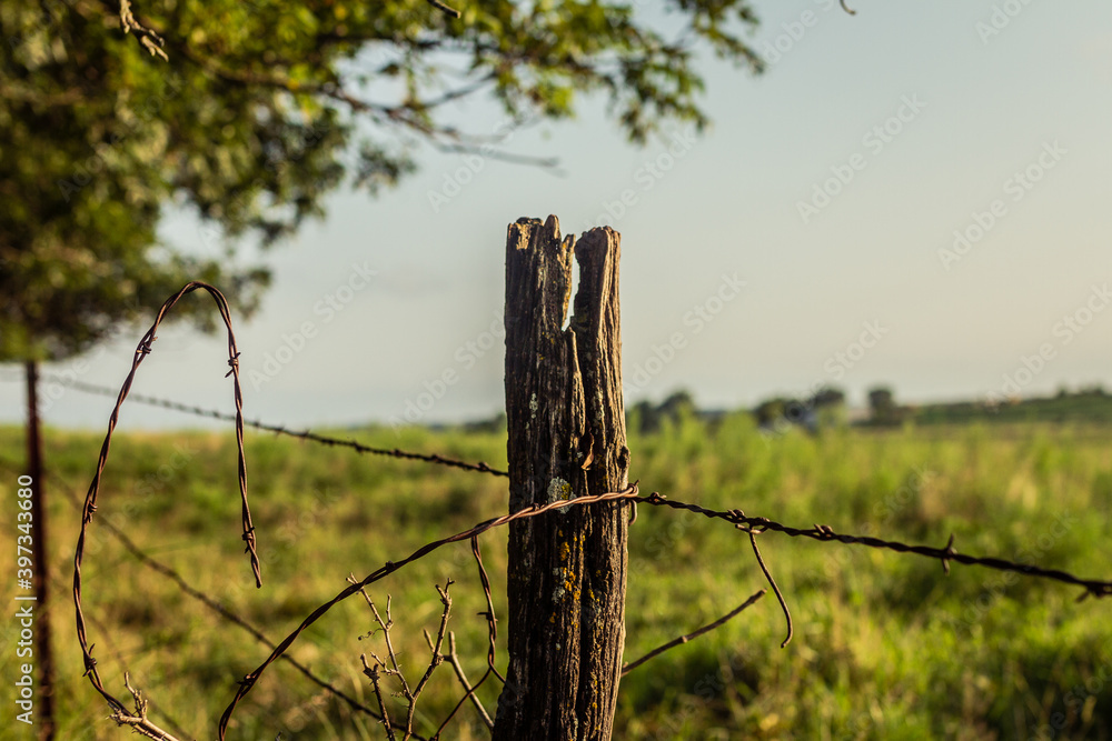 Old wooden pale in rusty barbed fence Old wooden pale in rusty barbed fence