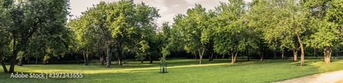 Panorama shot of fruit trees in free camnping place in usa national forest