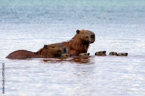 Five capybaras chicks swimming together with their parents at Paranoá Lake in Brasilia, Brazil. The capybara is the largest rodent in the world. Species Hydrochoerus hydrochaeris. Cerrado.