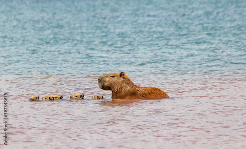 Five capybara chicks swimming together with their mother at Paranoá Lake in Brasilia, Brazil. The capybara is the largest rodent in the world. Species Hydrochoerus hydrochaeris. Wildlife. Cerrado