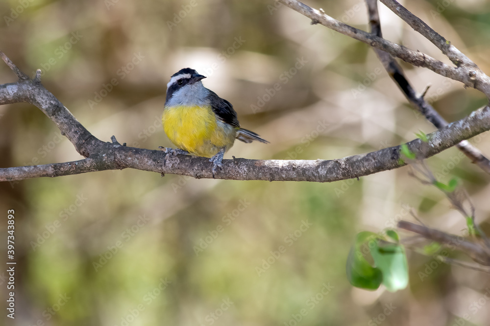 The Bananaquit and its stunning yellow plumage.Specie Coereba flaveola also know Cambacica. It's a typical Brazilian savannah bird. Birdwatching. Animal World. Bird lover. The Bananaquit and its stunning yellow plumage.Specie Coereba flaveola also know Cambacica. It's a typical Brazilian savannah bird. Birdwatching. Animal World. Bird lover.