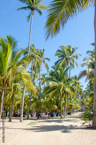 palm trees in a camping area on the beach, with lots of shade and nice weather, without people