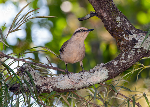 The chalk-browed mockingbird or 