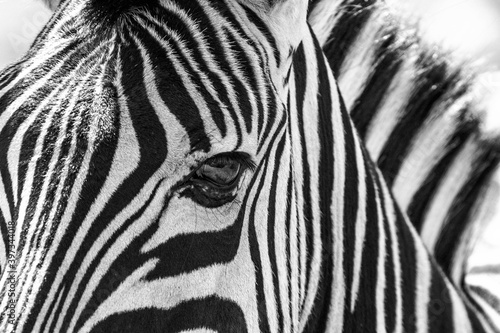 Zebra close up