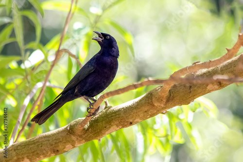 The Shiny Cowbird also Know as Chupim. All the beauty and the presence of the most typical black bird in Brazil. Species Molothrus bonariensis. Birdwatcher