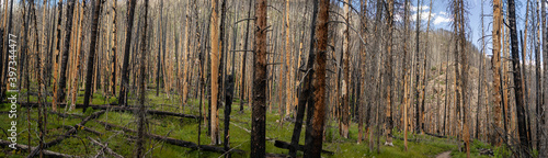 Panorama shot of burnt trees in Recovering forest after fire with green gras in rocky mountains in america