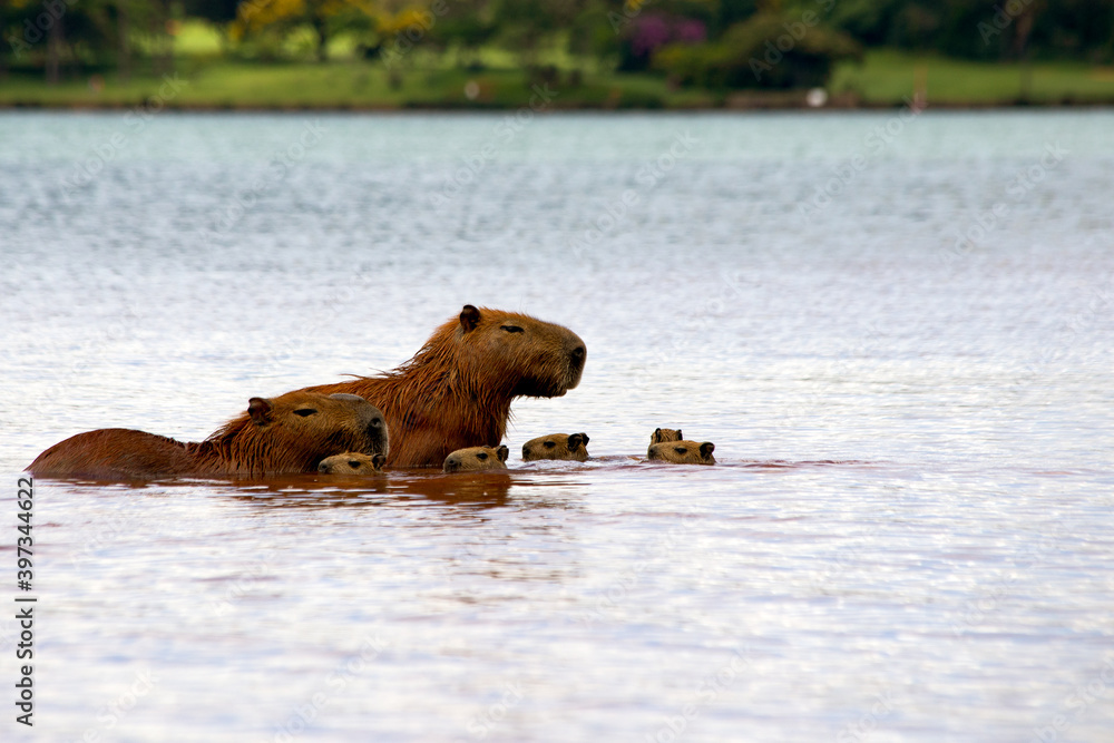 Two capybaras parents taking care of their young at Lago Paranoá in