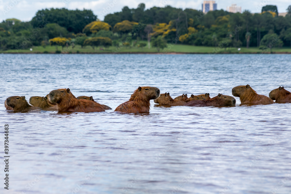 Fototapeta premium With downtown Brasilia, Brazil in the background, a family of capybaras enjoy swimming in Lake Paranoá. The capybara is the largest rodent in the world. Species Hydrochoerus hydrochaeris. Animal life.