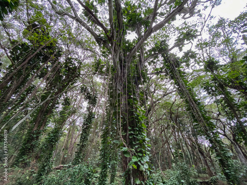 a tree with many branches